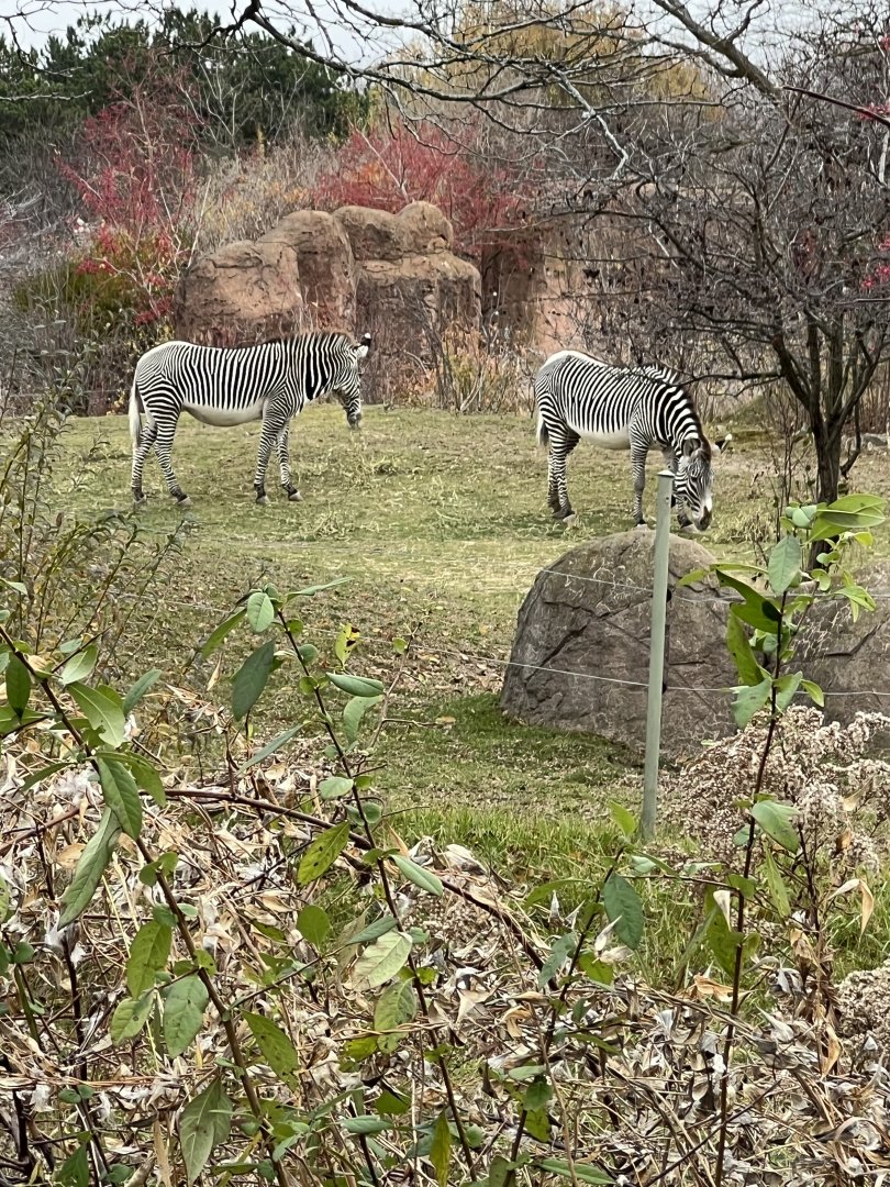 Grevy’s Zebras
