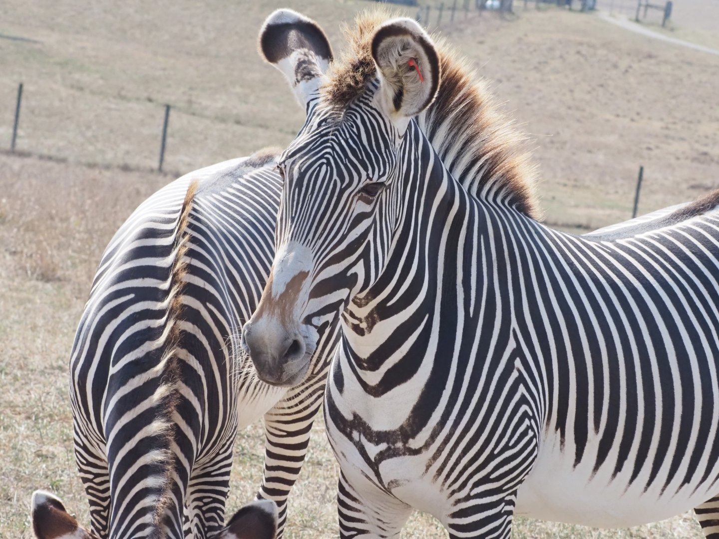 Grevy's Zebras