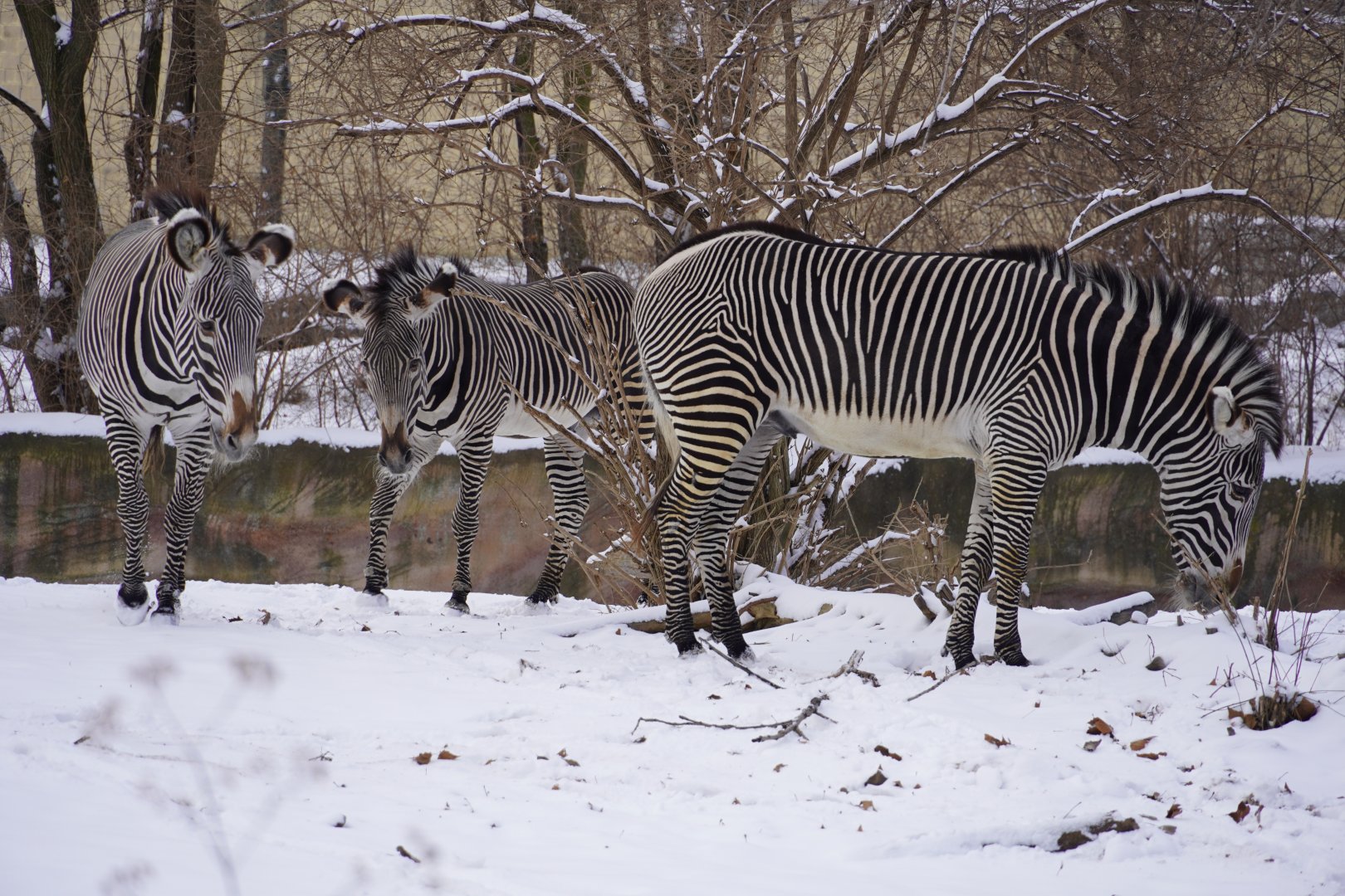 Grevy's Zebras