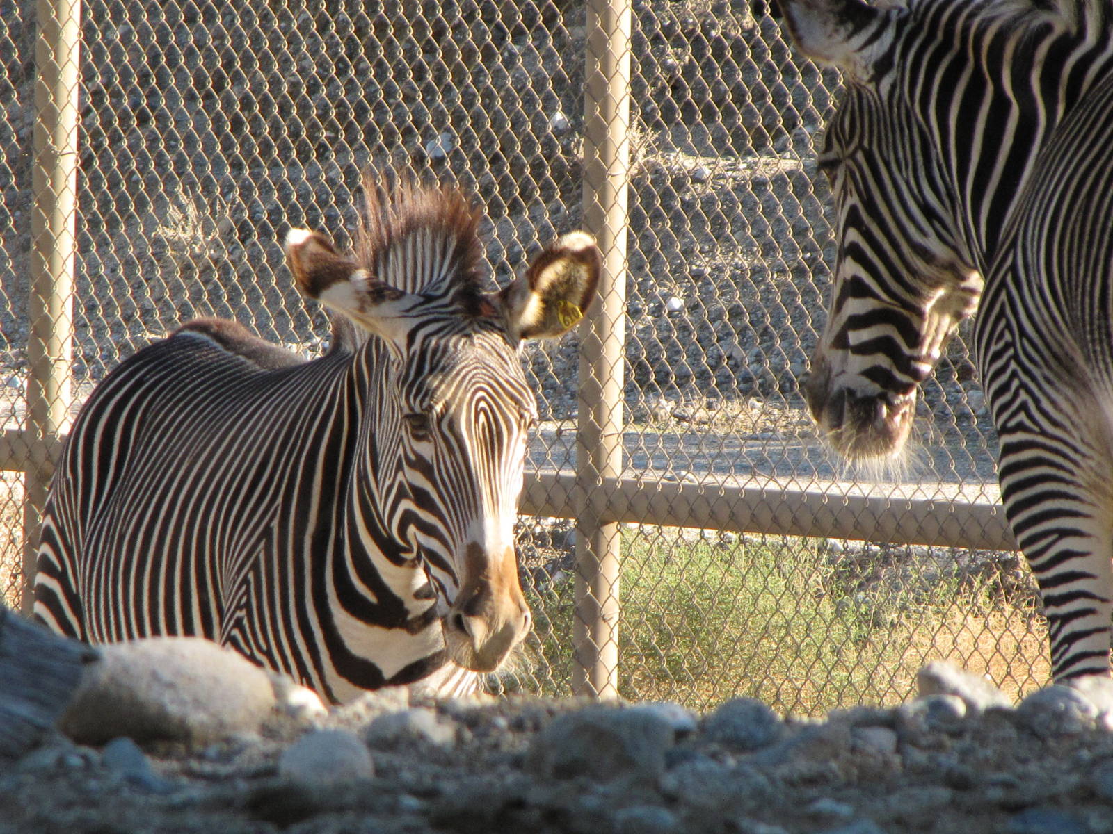 Grevy's Zebras