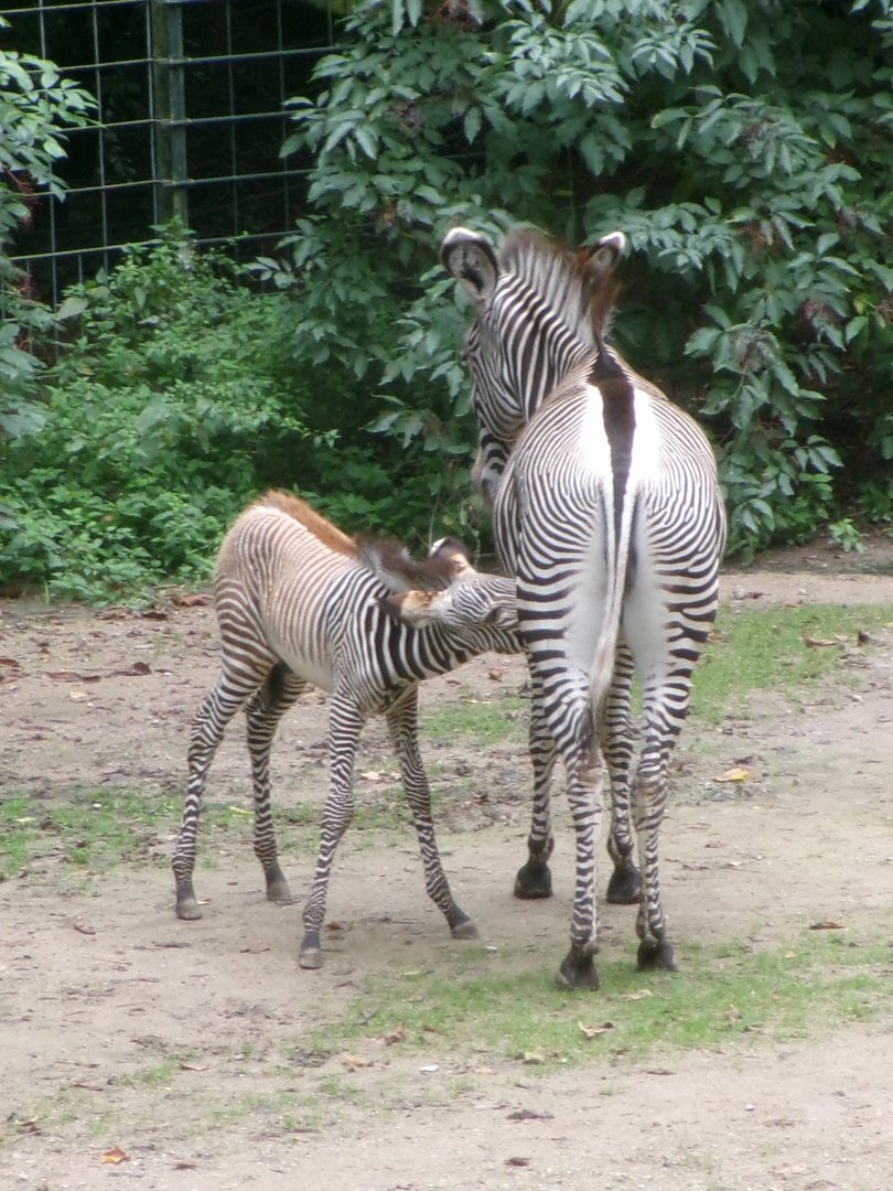 Grévy's zebras