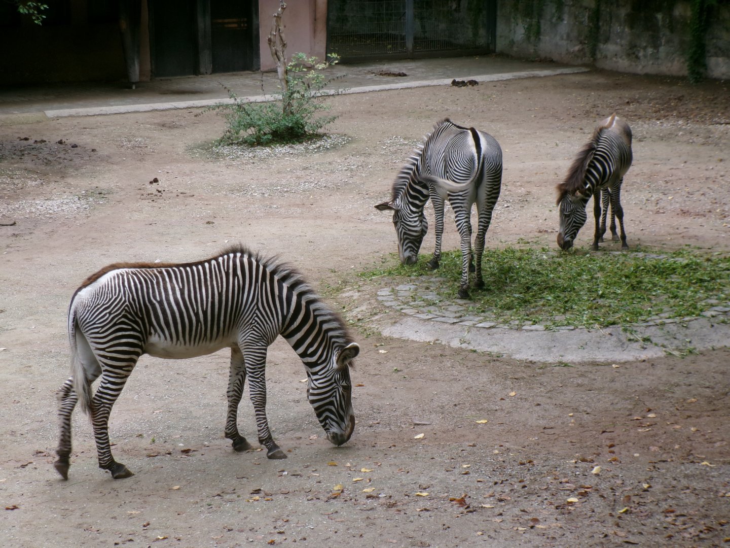 Grévy's zebras
