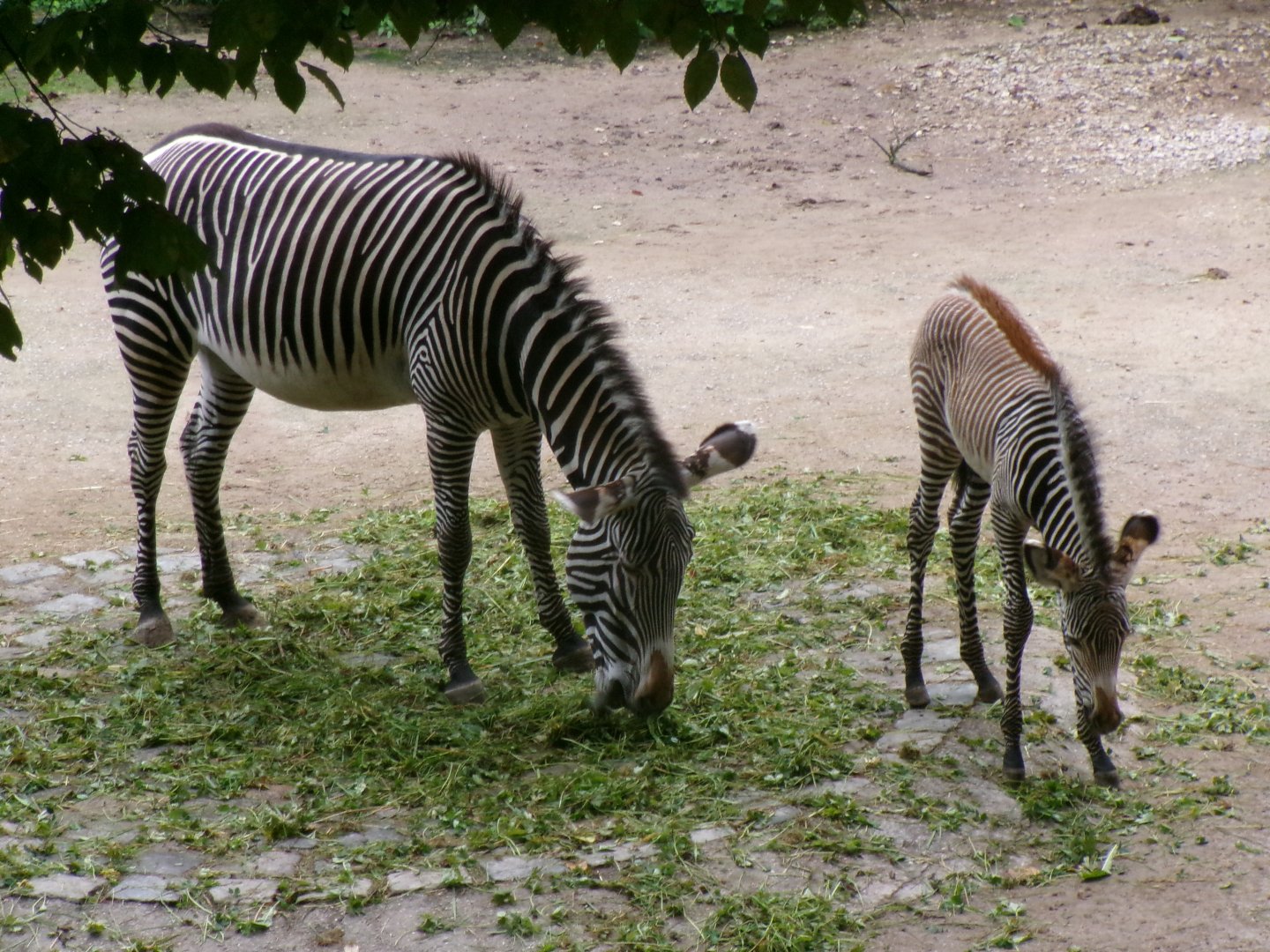 Grévy's zebras