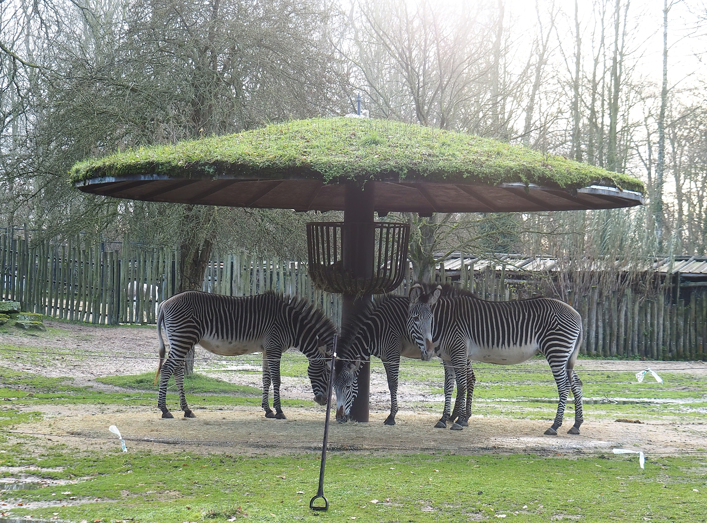 Grevy'z zebra feeding stand with living roof, 2022-12-27