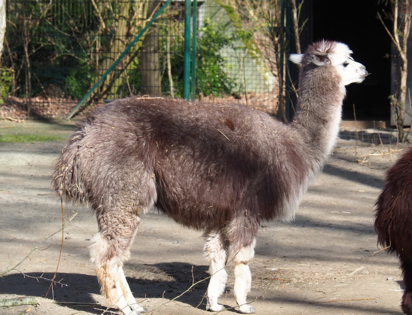 Grey alpaca (Vicugna pacos), 2021-02-23