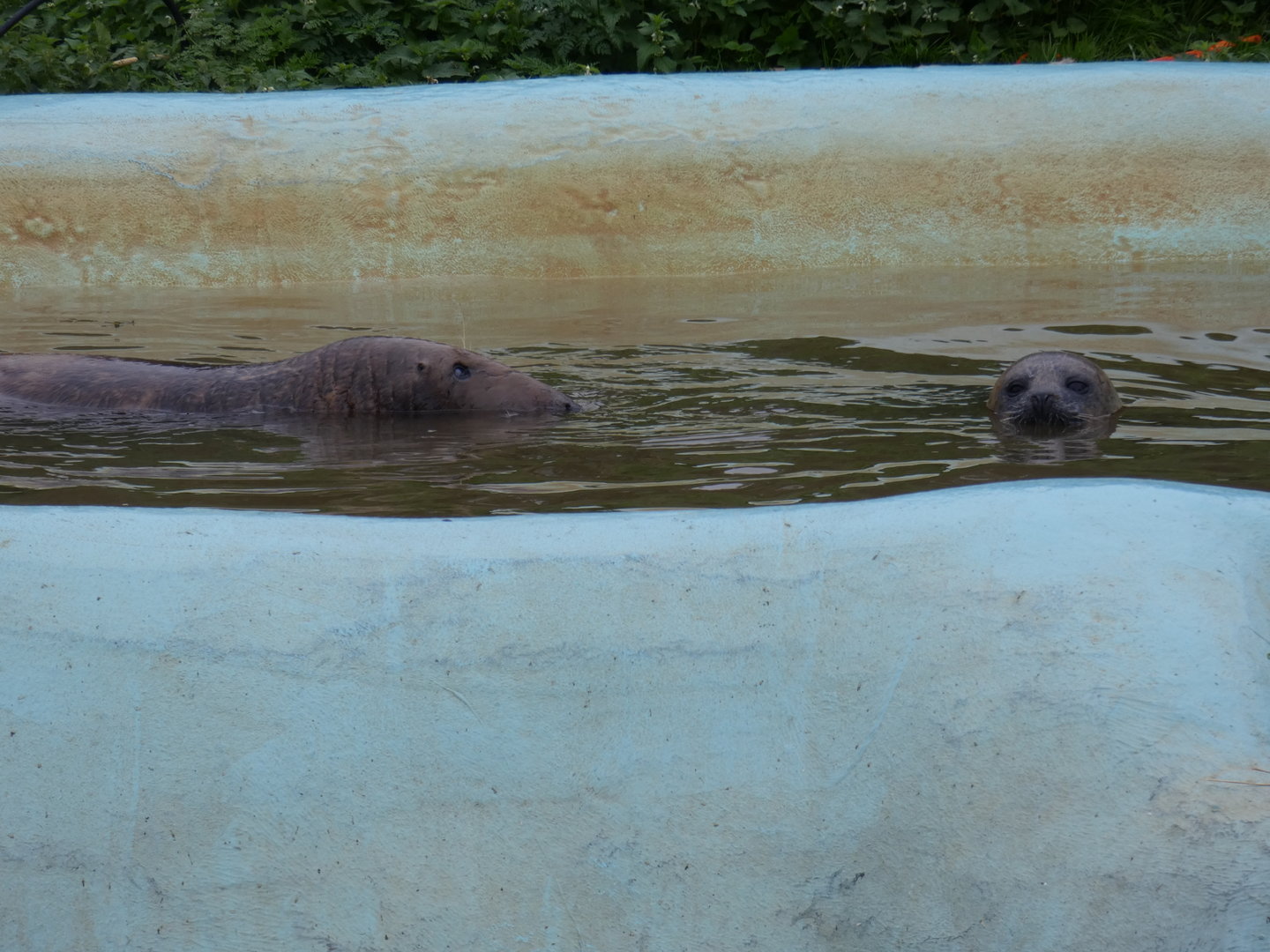Grey and common seal