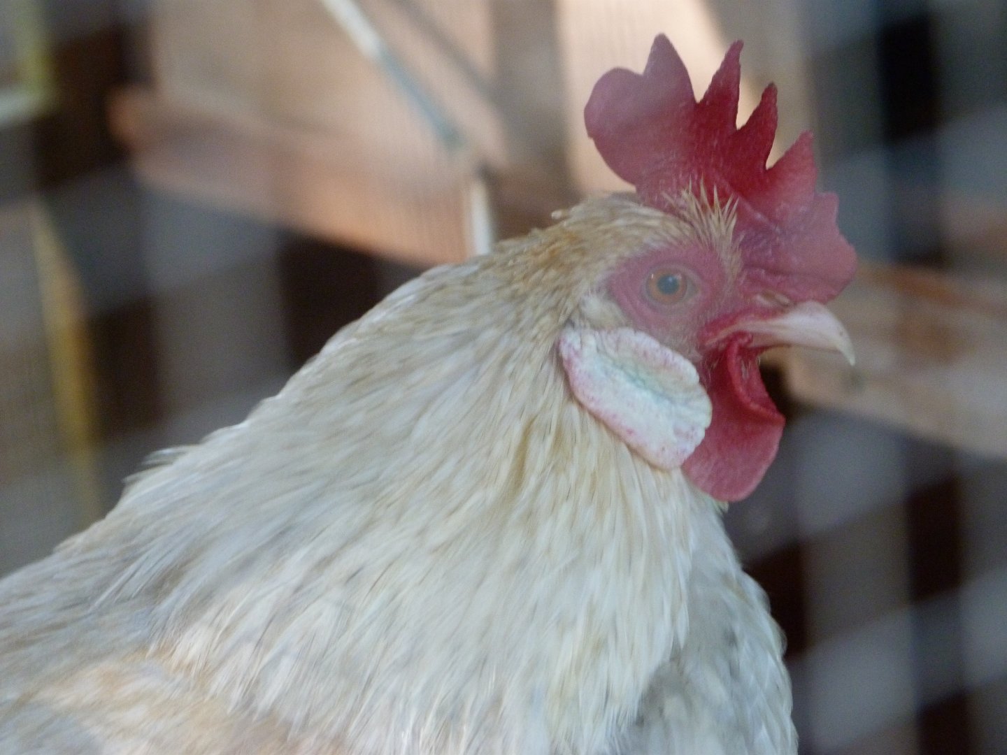 Grey and gold kriel rooster -Zoo de Santillana del Mar (2024)