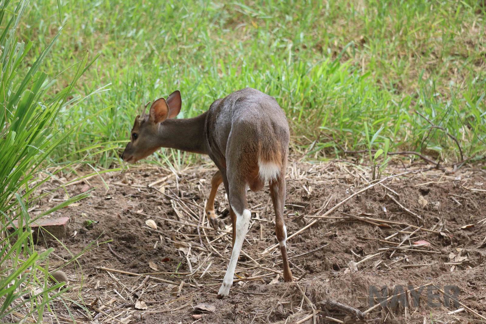 Grey (and white) brocket deer, March 2016