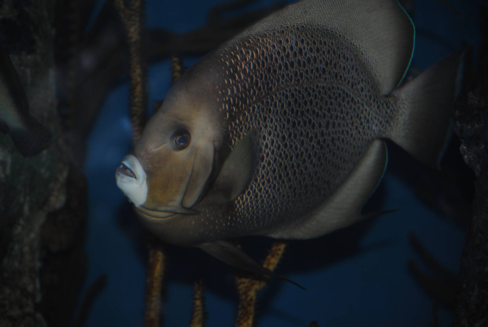 Grey Angelfish