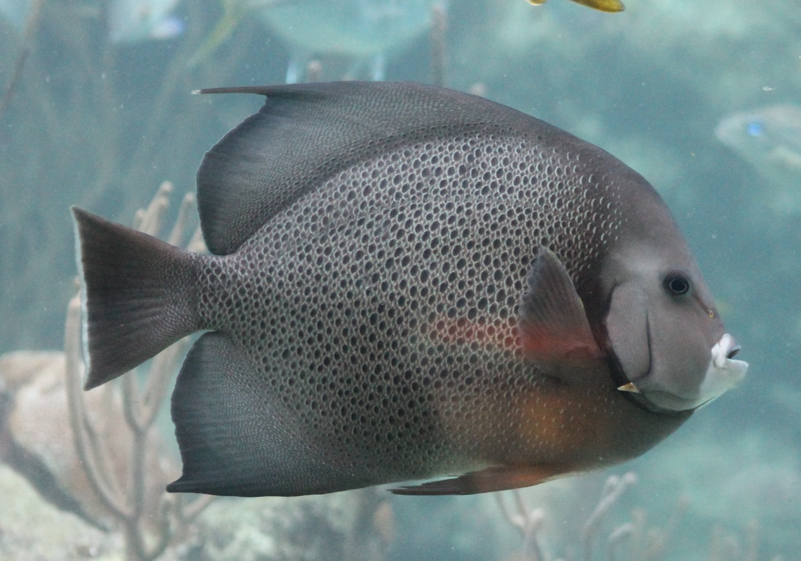 Grey angelfish