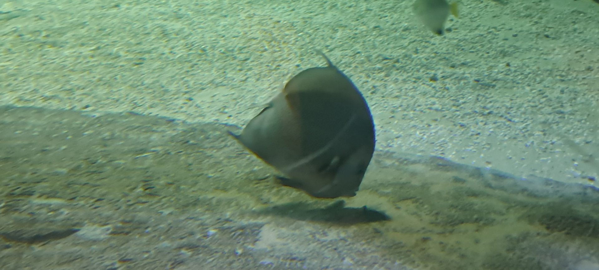 Grey Angelfish