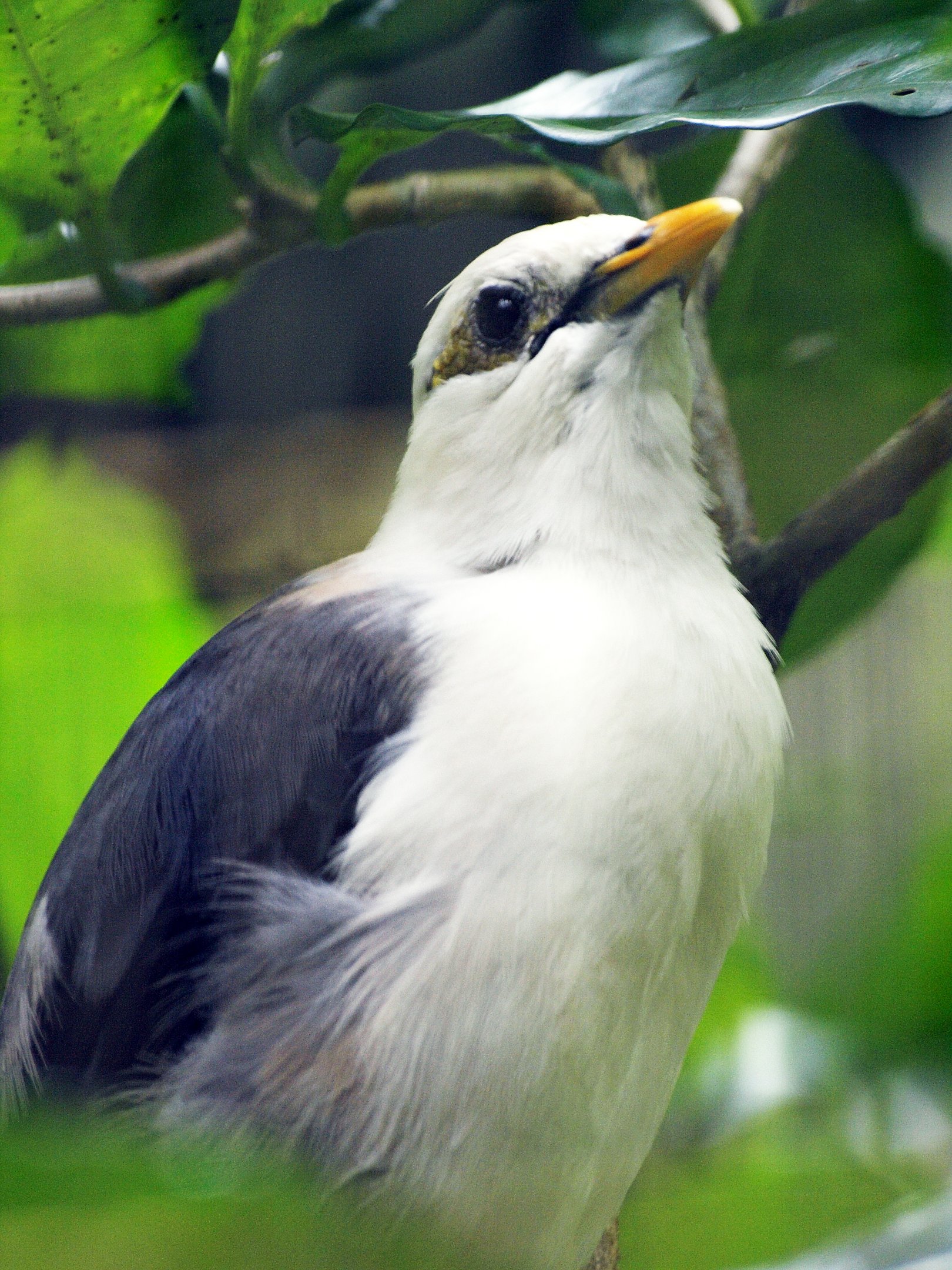 Grey-backed/Black-winged myna