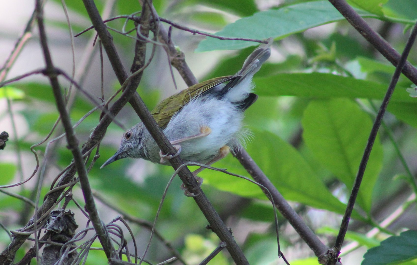 Grey-backed camaroptera  - Cameroptera brachyura