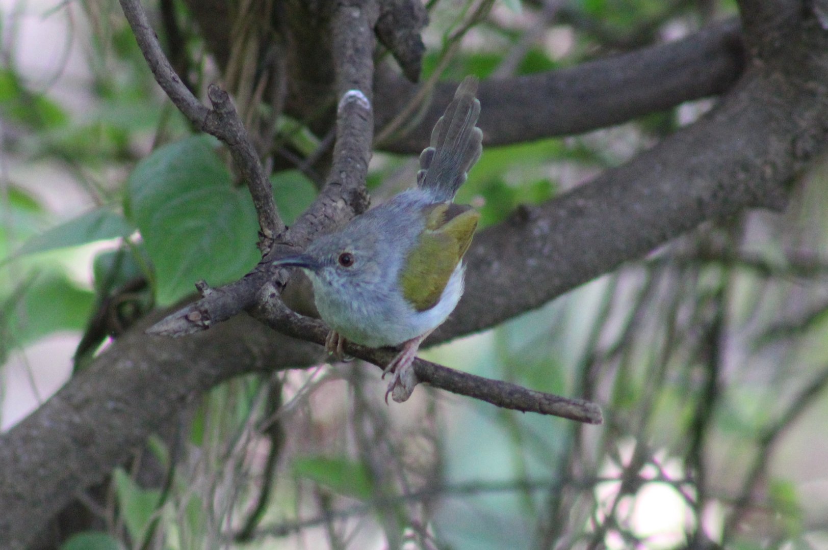 Grey-backed camaroptera - Cameroptera brachyura