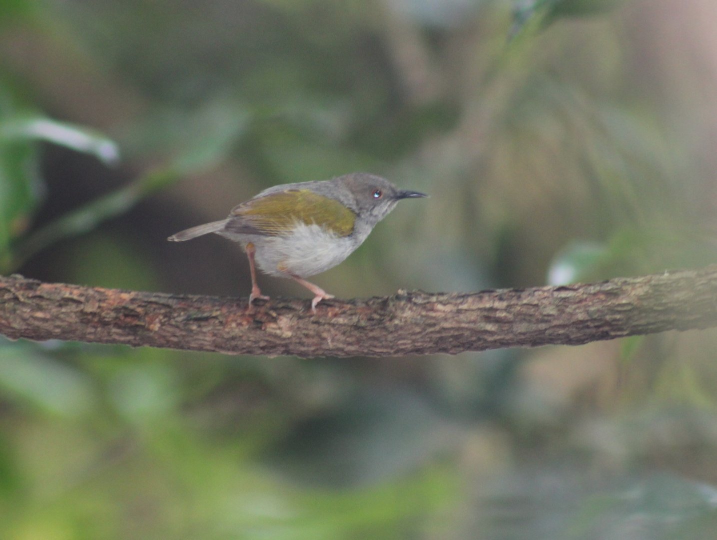 Grey-backed camaroptera