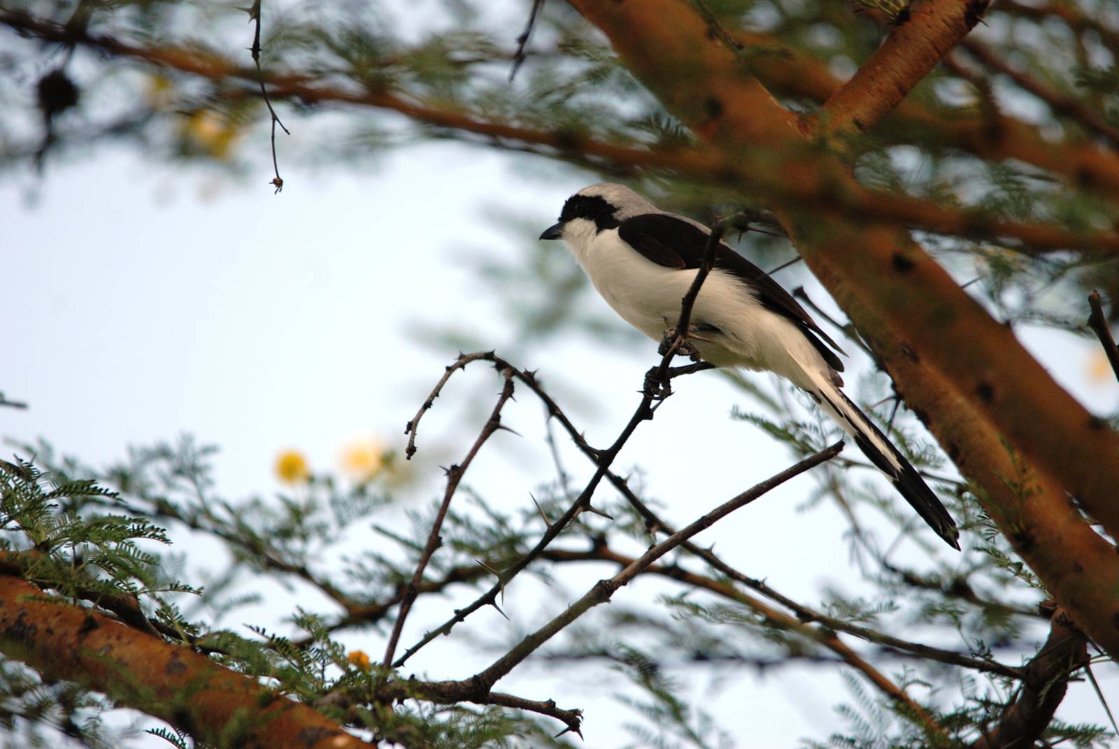 Grey-backed Fiscal at Abijatta-Shalla NP, 13/10/14