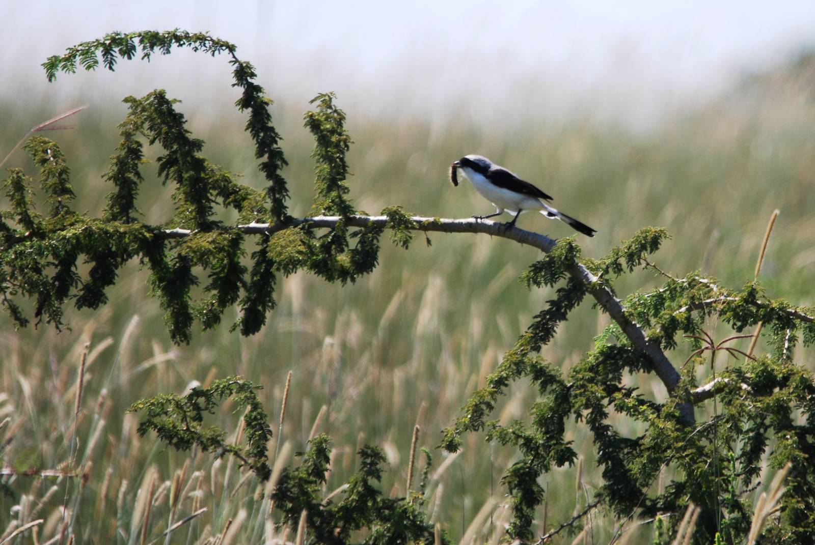 Grey-backed Fiscal at Senkelle, 17/10/14