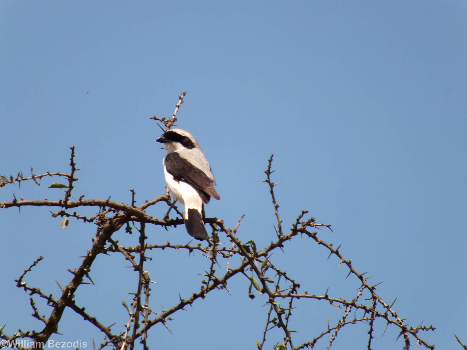 Grey-backed Fiscal - Lake Nakuru