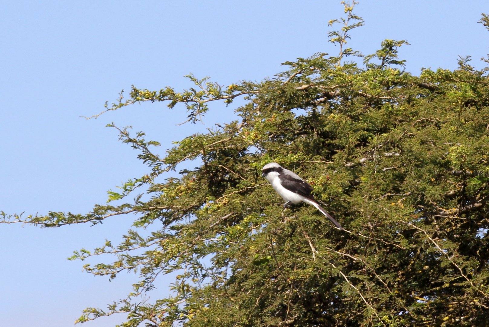 grey-backed fiscal (Lanius excubitoroides)