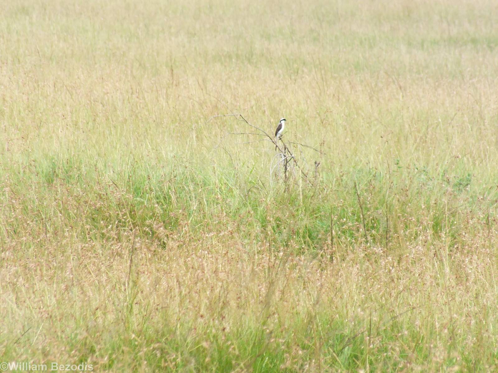 Grey-backed Fiscal - Maasai Mara