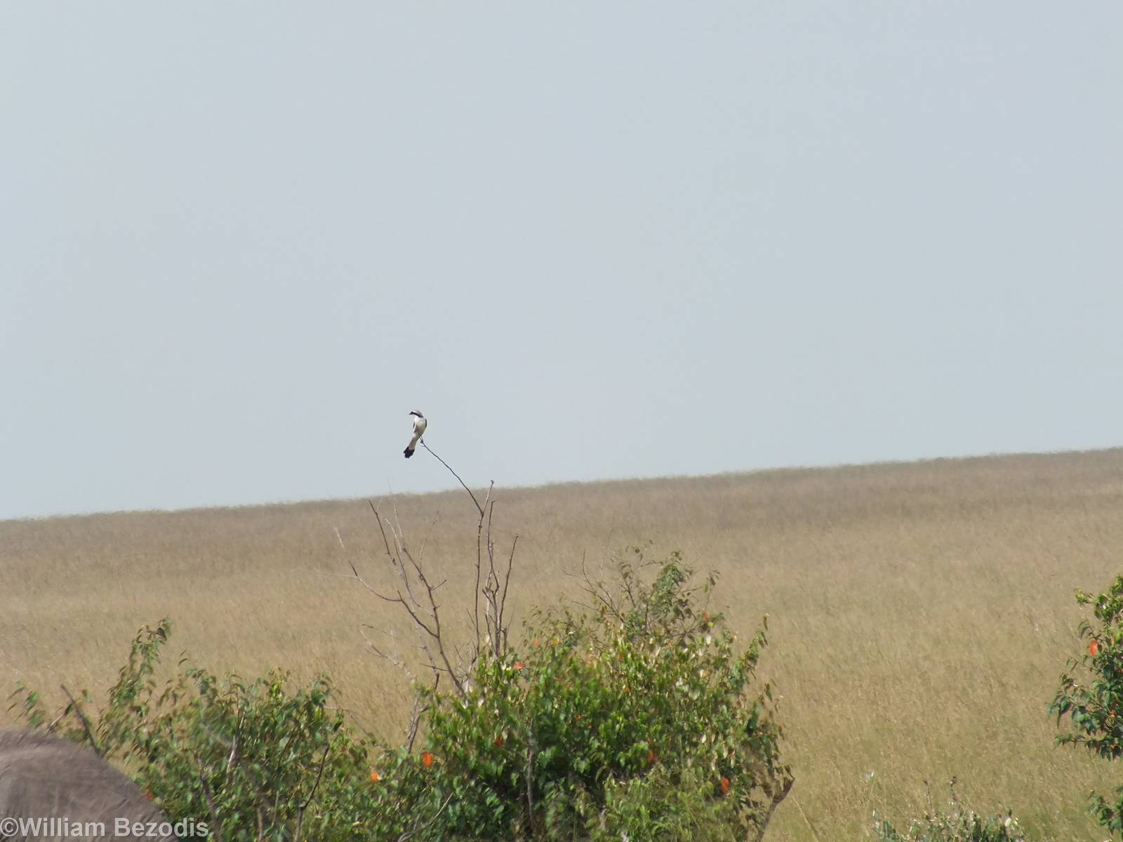 Grey-backed Fiscal - Maasai Mara
