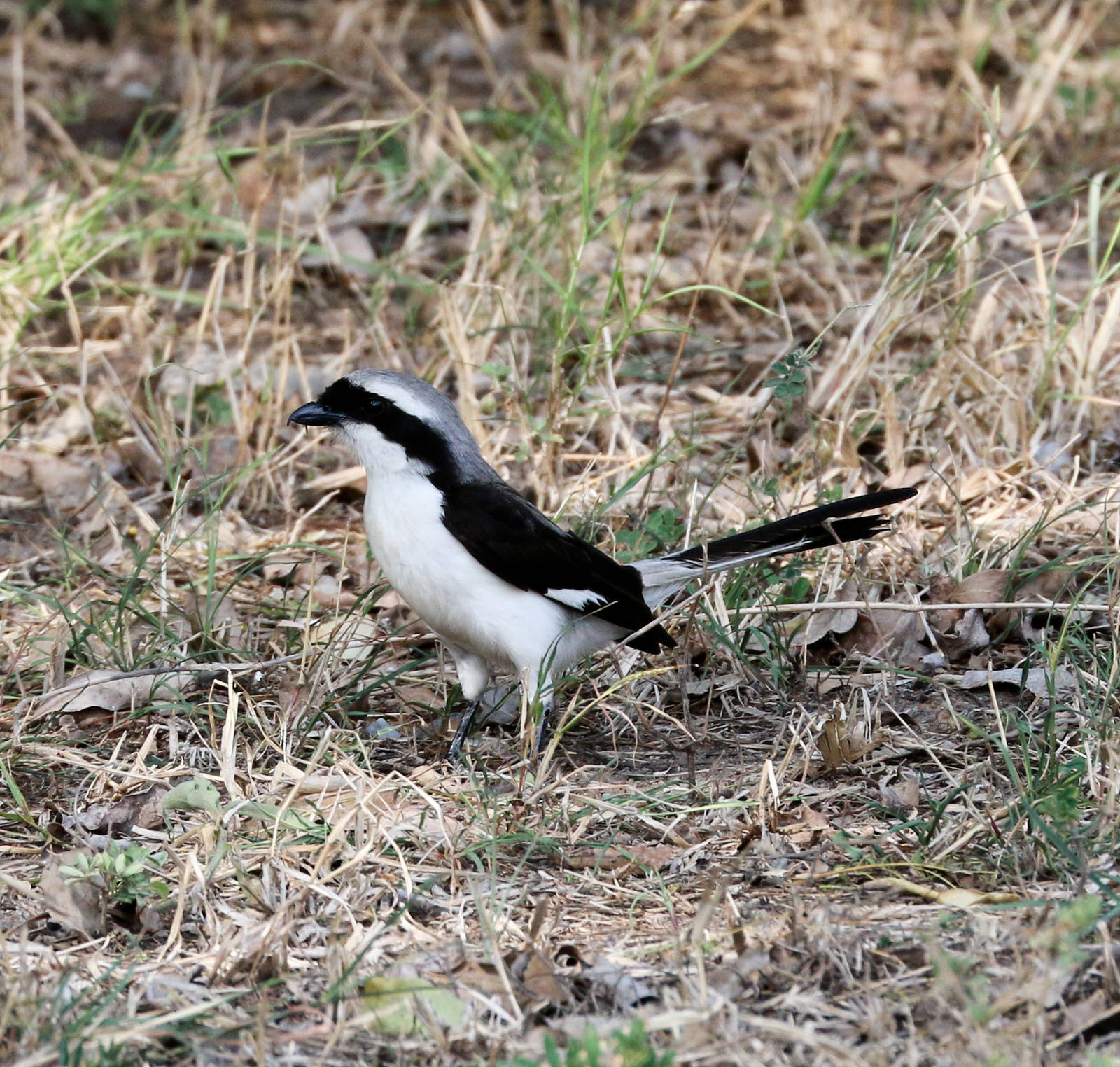 Grey-backed Fiscal Shrike