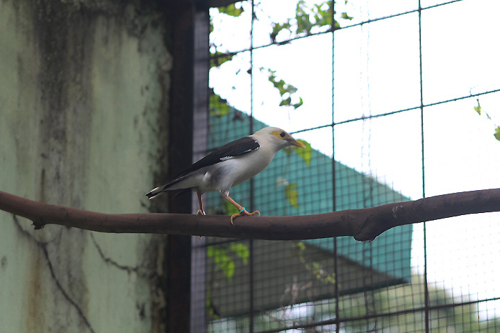 Grey-backed myna (Acridotheres melanopterus tricolor) - PCBA