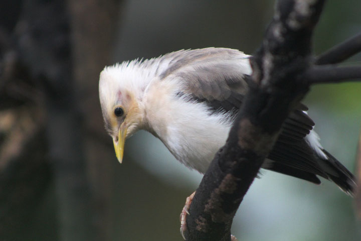 Grey-backed myna (Acridotheres melanopterus tricolor)