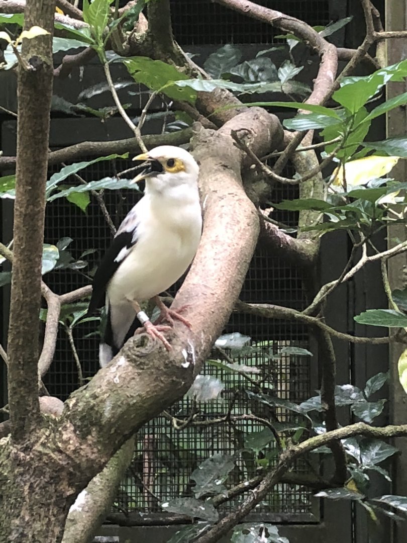 Grey-backed Myna (Acridotheres tricolor)