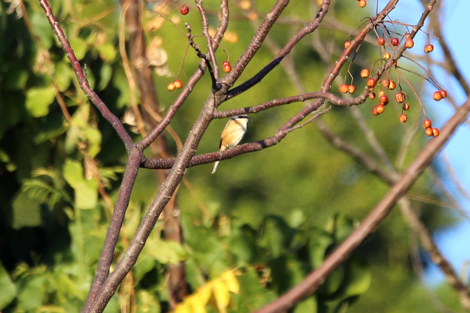 Grey-backed Shrike (Lanius tephronotus)
