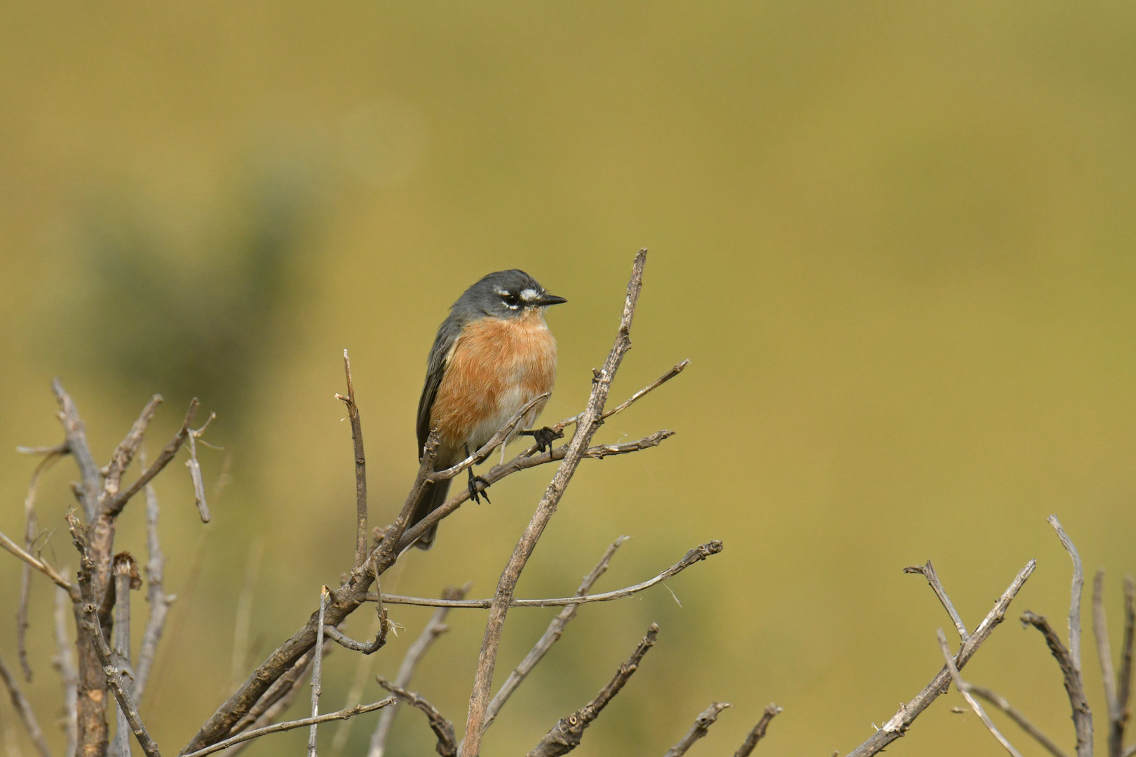 Grey-backed Tachuri Polystictus superciliaris