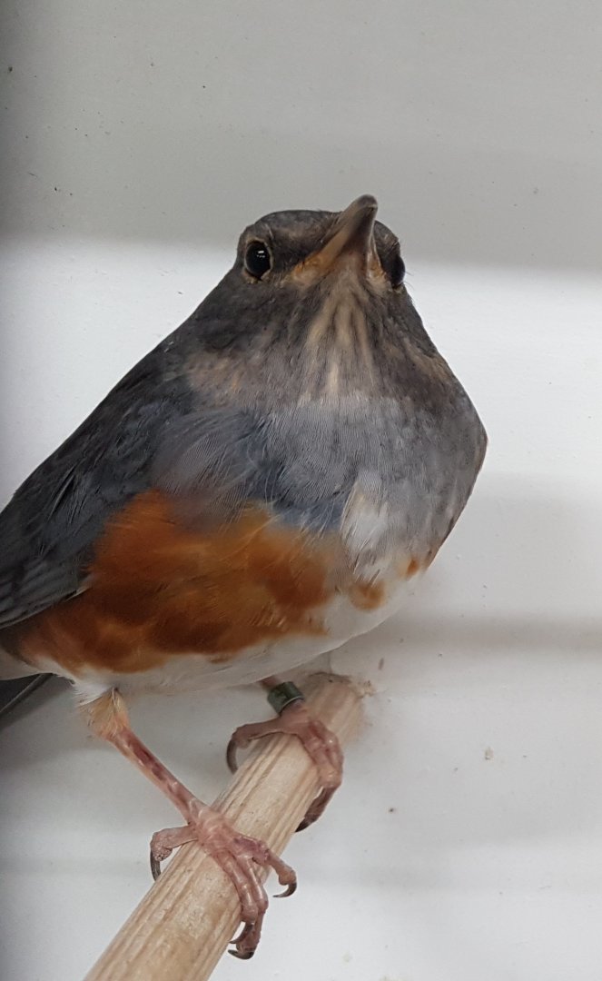 Grey-backed thrush - Turdus hortulorum