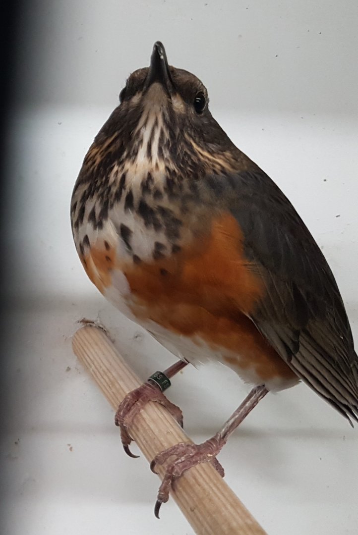 Grey-backed thrush - Turdus hortulorum