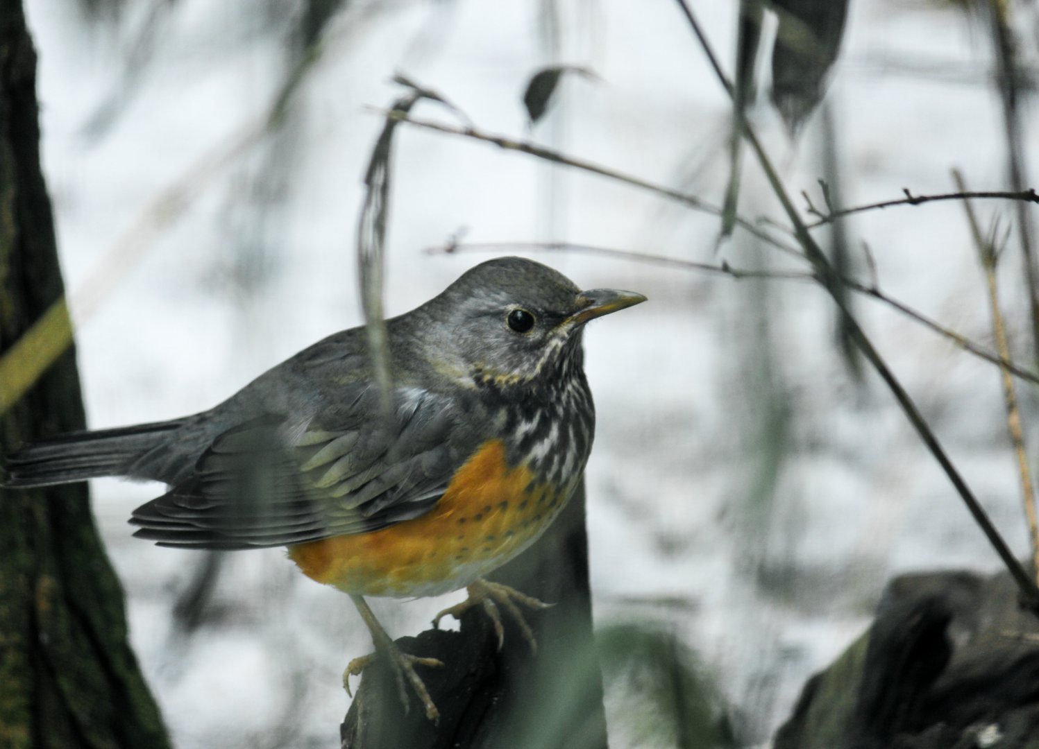 Grey-backed thrush, Turdus hortulorum