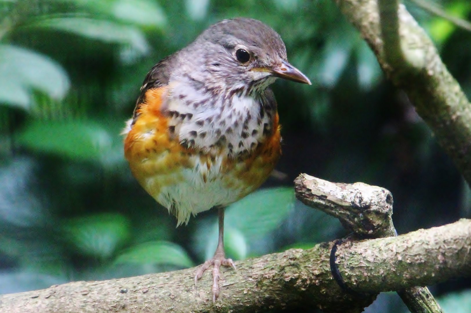 Grey-backed Thrush (Turdus hortulorum)