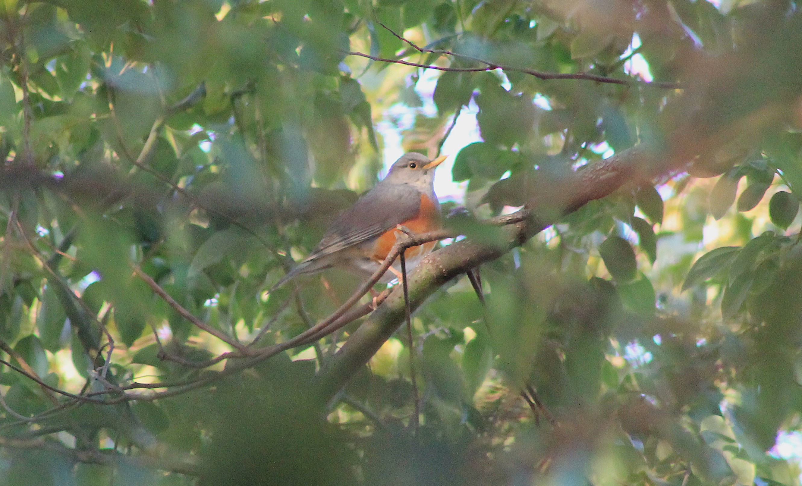 Grey-backed Thrush (Turdus hortulorum)