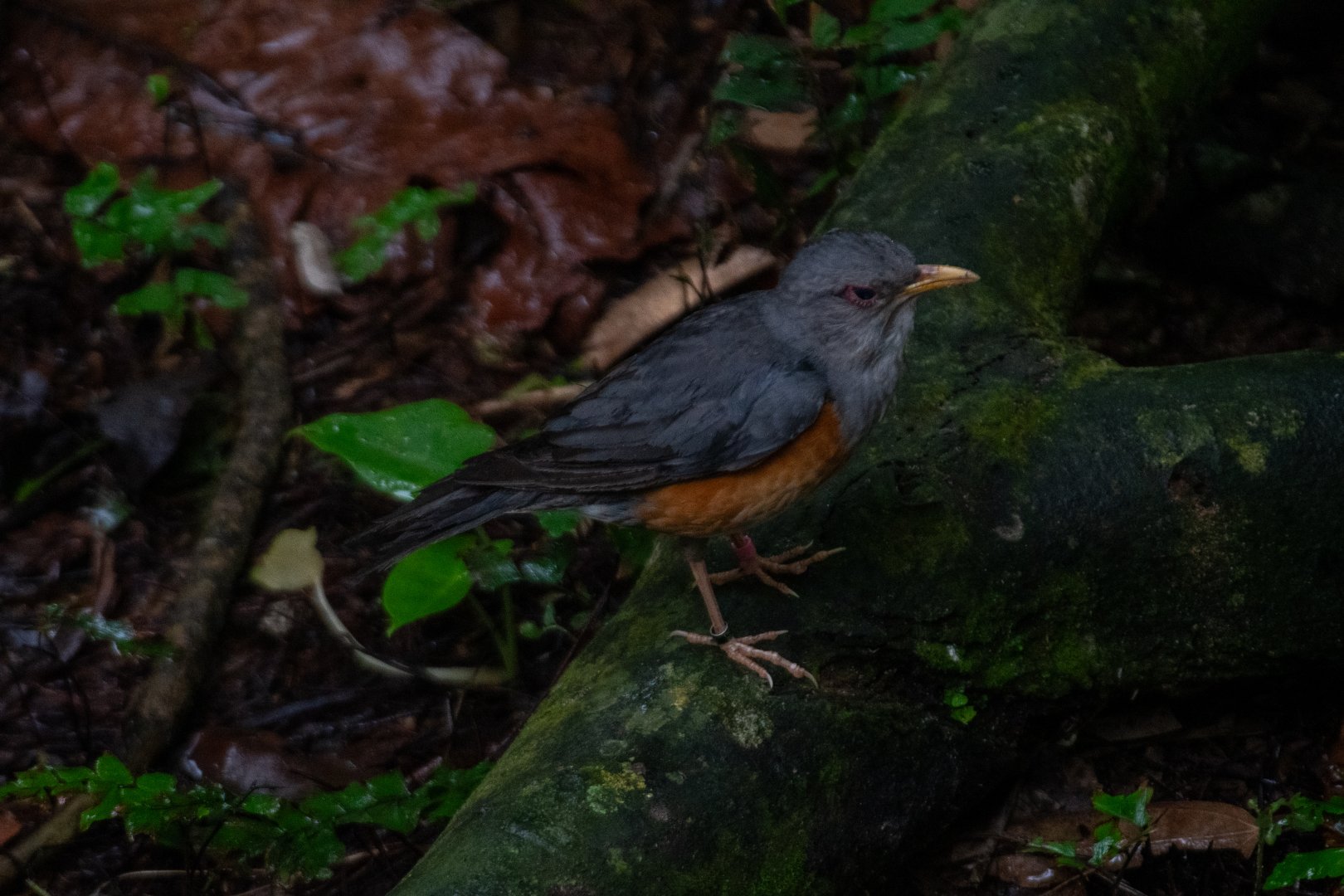 Grey-backed Thrush (Turdus hortulorum)