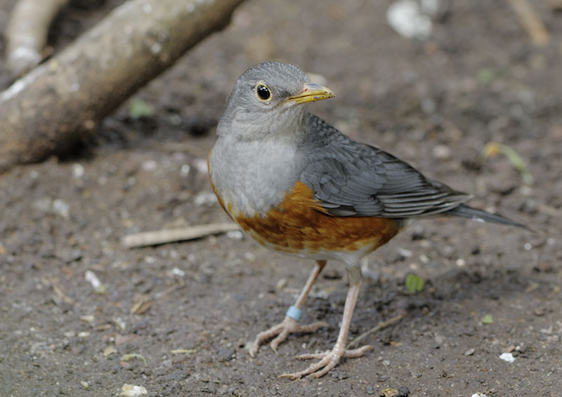 Grey-backed thrush