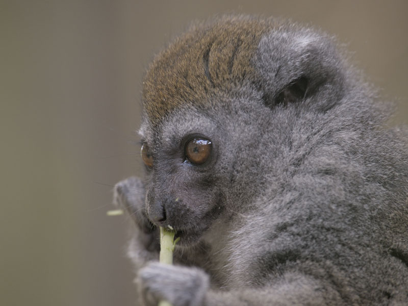 Grey bamboo lemur feeding 1