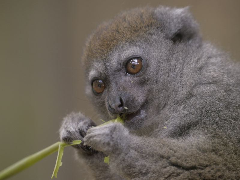 Grey bamboo lemur feeding 2