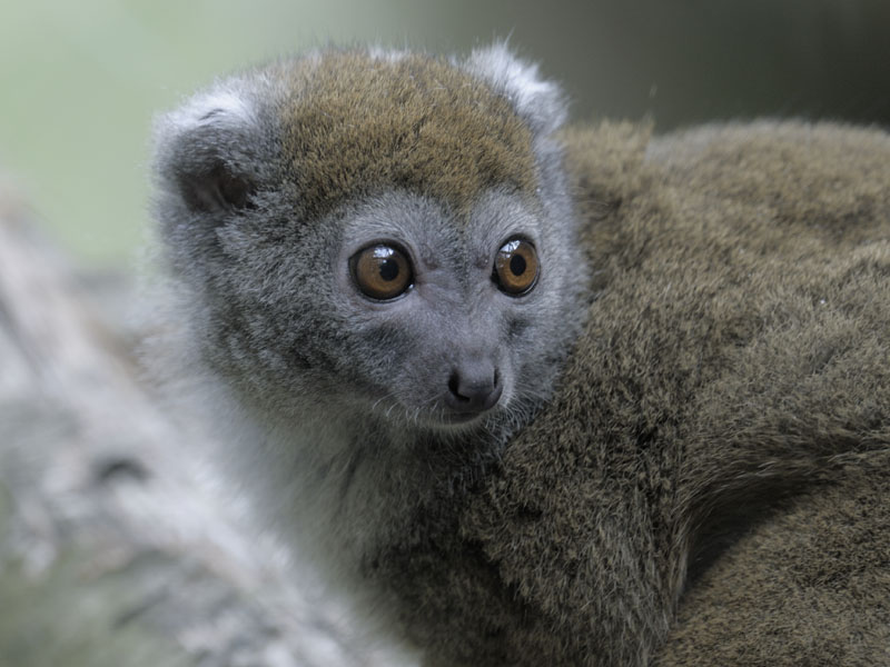 Grey bamboo lemur