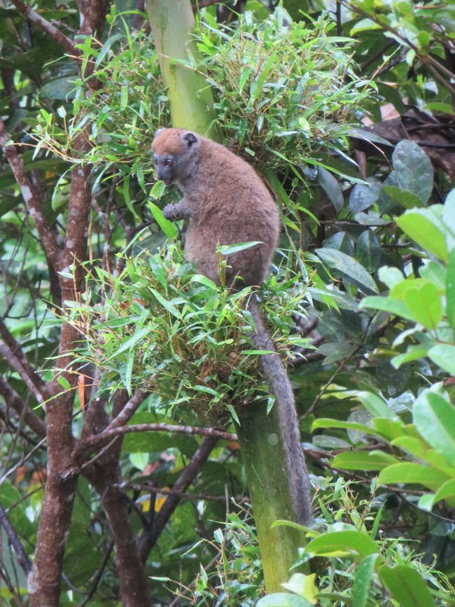 Grey bamboo lemur