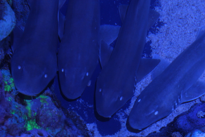 Grey bamboo shark (Chiloscyllium griseum) - BXSea