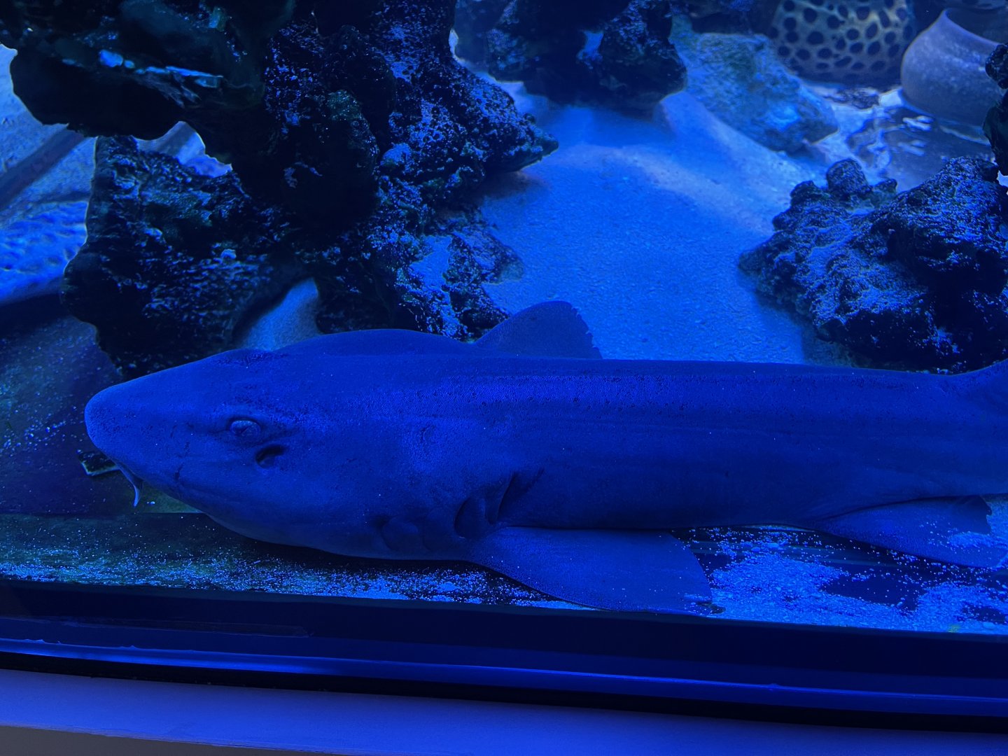 grey bamboo shark (chiloscyllium griseum)