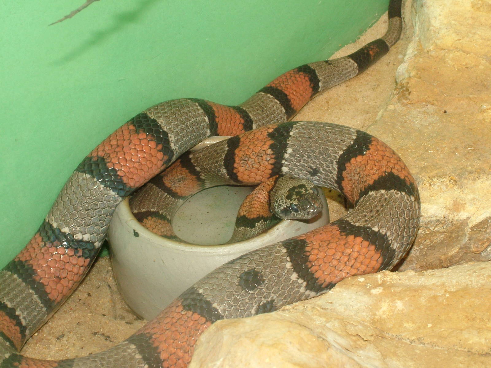 Grey-banded Kingsnake at Frankfurt 31/08/10