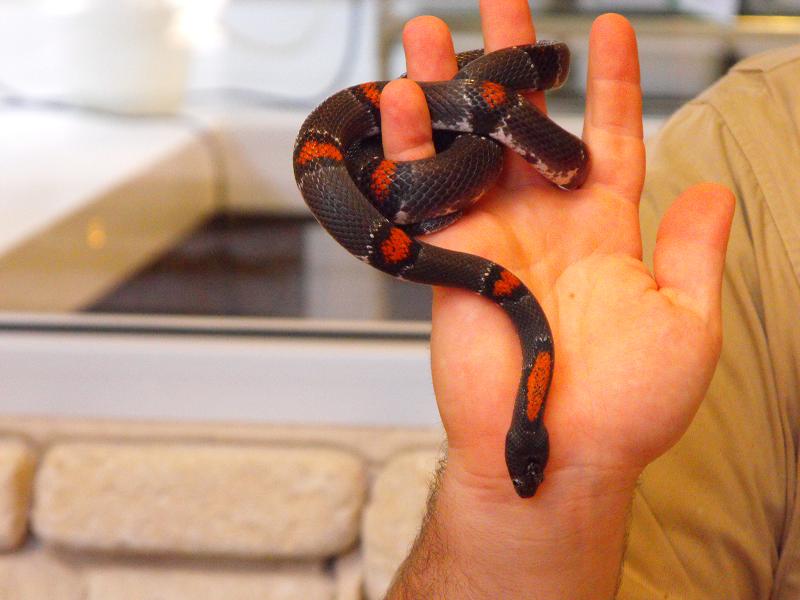Grey-Banded Kingsnake (Lampropeltis alterna)