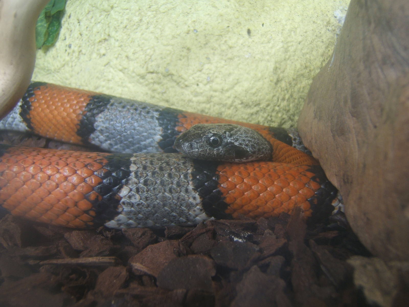 Grey-banded Kingsnake