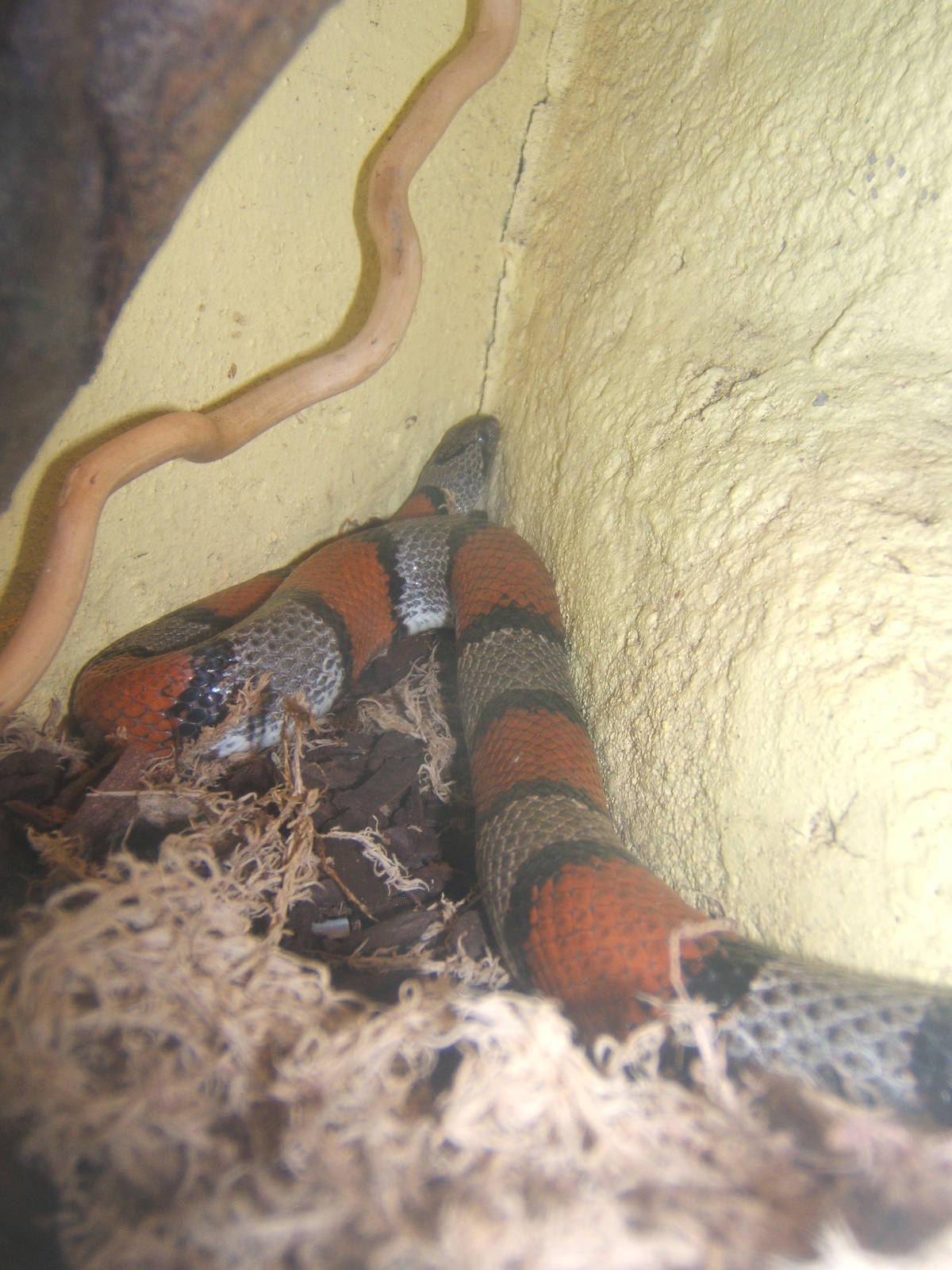 Grey banded Kingsnake