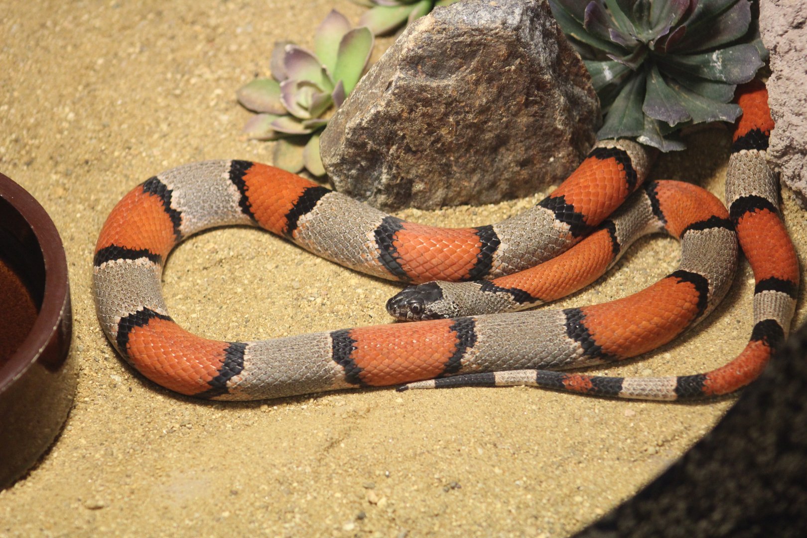 Grey-Banded Kingsnake