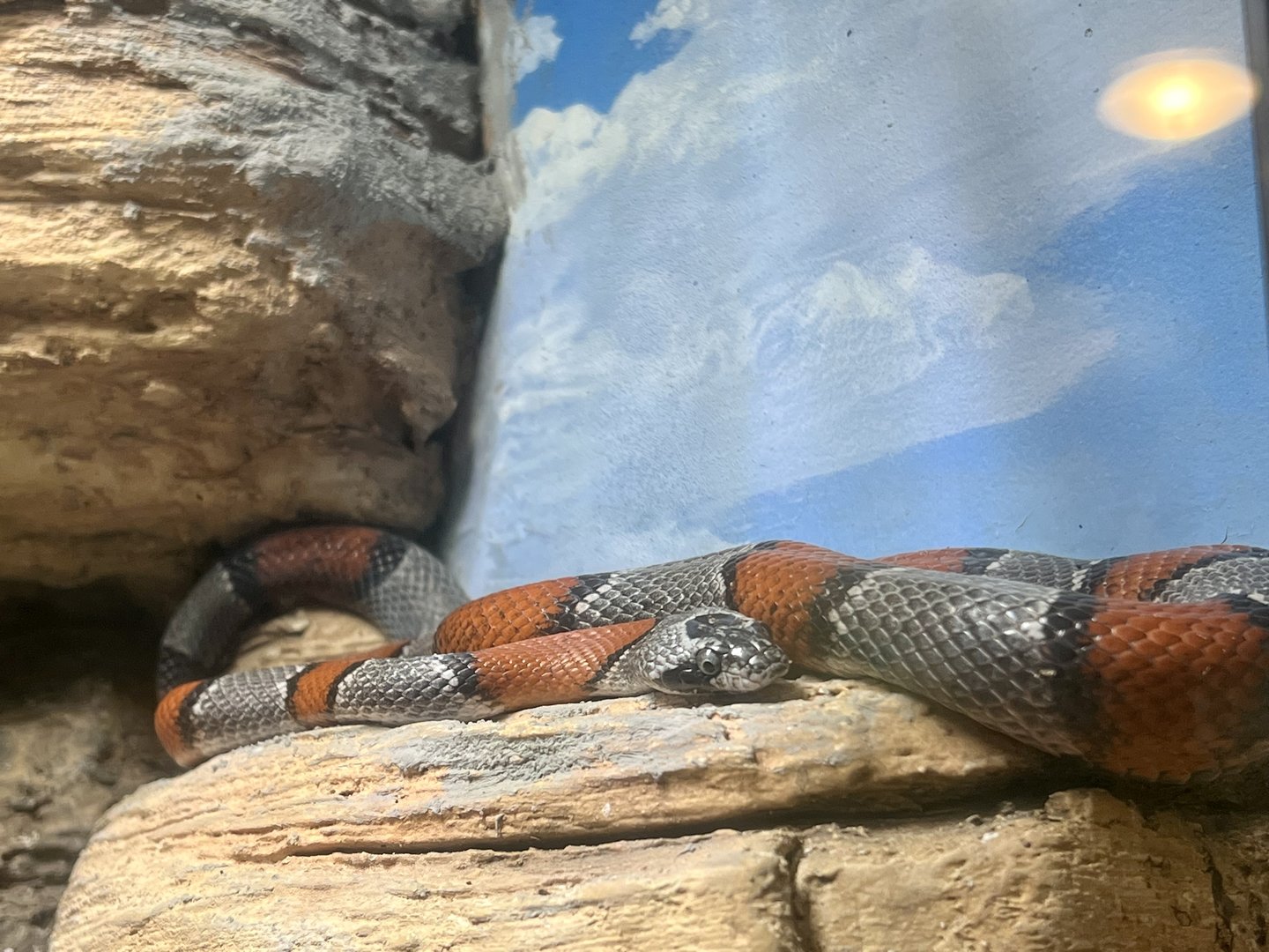 Grey Banded Kingsnake